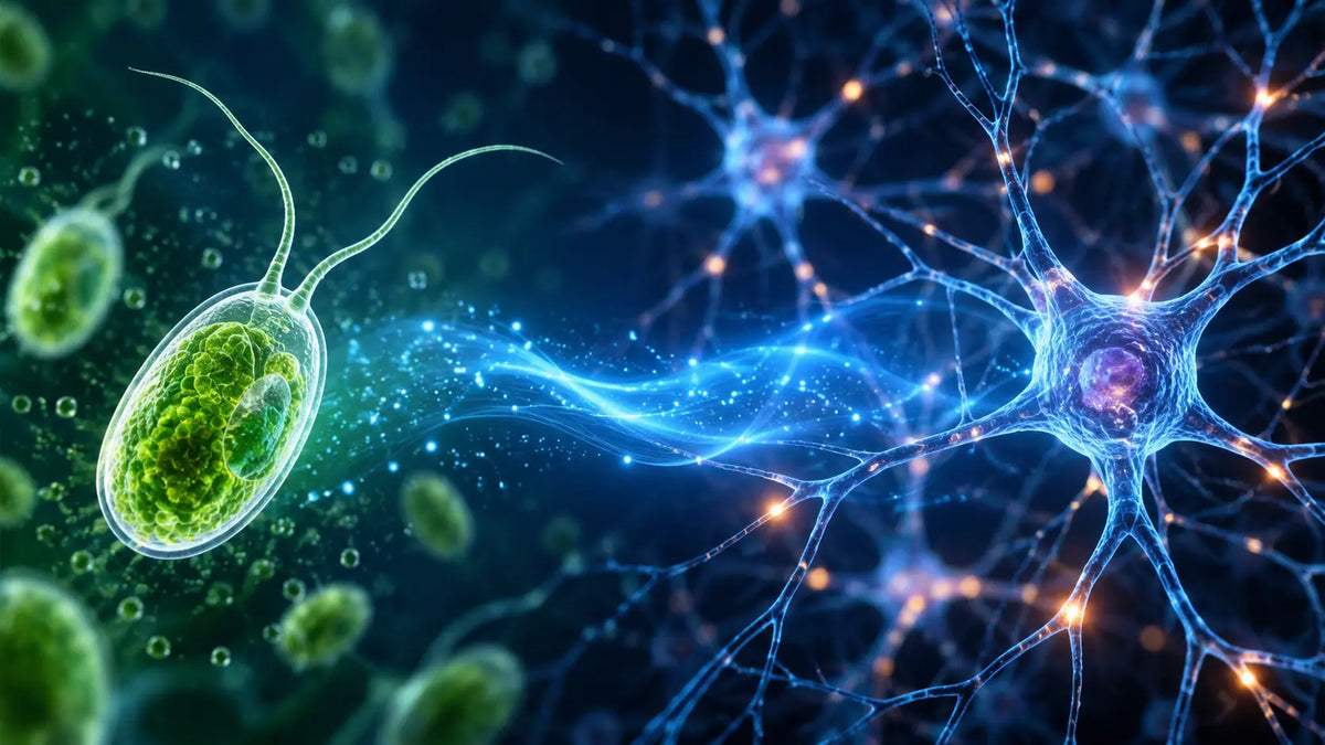 Why the 2026 Nobel Prize Puts Light in the Spotlight